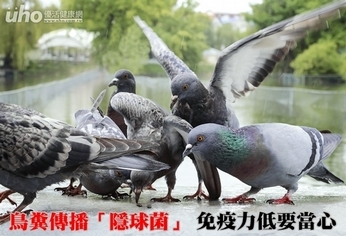 鳥糞傳播「隱球菌」 免疫力低要當心