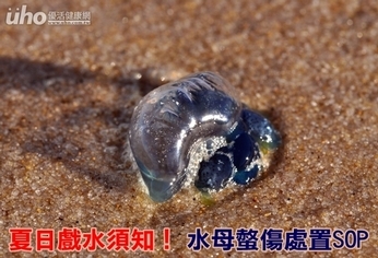 夏日戲水須知!水母螫傷處置SOP