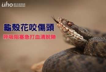 龜殼花咬傷頭 呼吸阻塞急打血清脫險