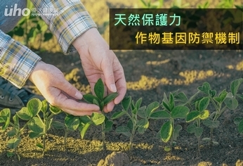 天然保護力 作物基因防禦機制