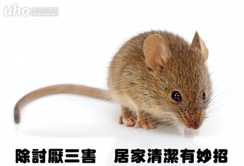 除討厭三害 居家清潔有妙招