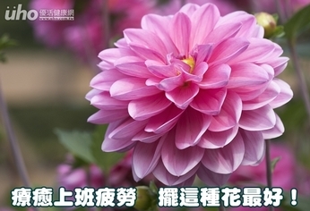 療癒上班疲勞 擺這種花最好!