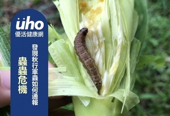 蟲蟲危機!發現秋行軍蟲如何通報?