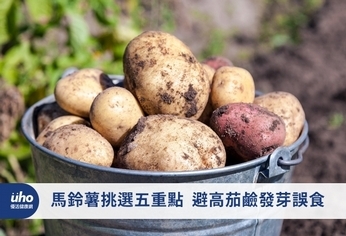 馬鈴薯挑選五重點 避高茄鹼發芽誤食