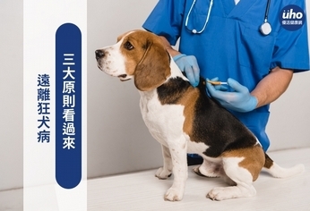 遠離狂犬病 三大原則看過來