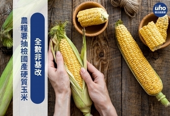 農糧署抽檢國產硬質玉米 全數非基改