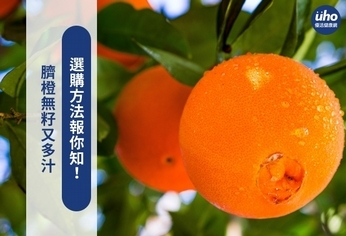 臍橙無籽又多汁 選購方法報你知!