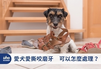 愛犬愛撕咬磨牙 可以怎麼處理?
