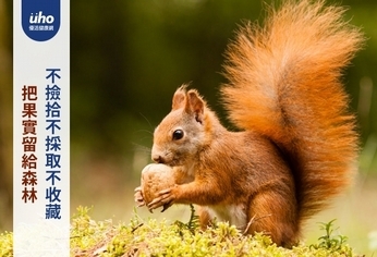 把果實留給森林 不撿拾不採取不收藏