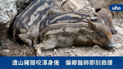 遭山豬狠咬渾身傷 偏鄉醫師即刻救援