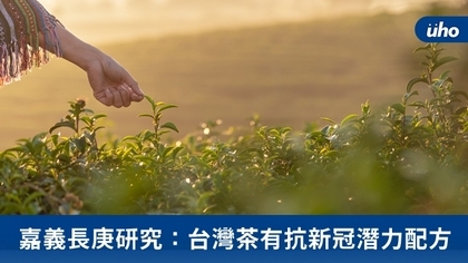 嘉義長庚研究:台灣茶有抗新冠潛力配方