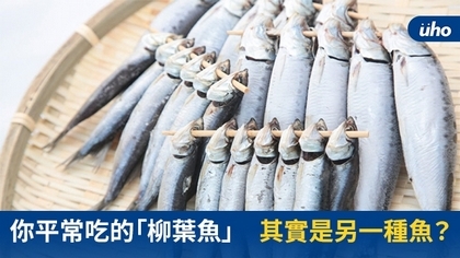 你平常吃的「柳葉魚」 其實是另一種魚?