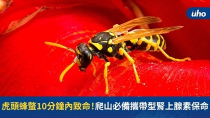 虎頭蜂螫10分鐘內致命!爬山必備攜帶型腎上腺素保命