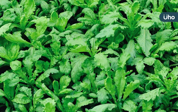 茼蒿煮太久容易變黑？專家教你「1妙招」鮮綠脆口：還能保留營養